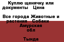 Куплю щенячку или документы › Цена ­ 3 000 - Все города Животные и растения » Собаки   . Амурская обл.,Тында г.